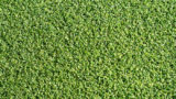 curl_12b-160x90.jpg
